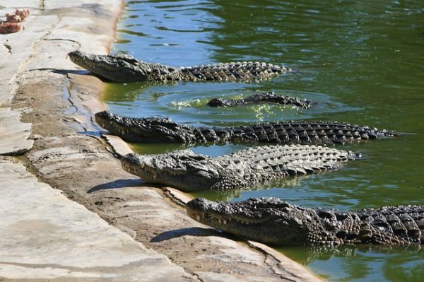 クロコダイル」「アリゲーター」「カイマン」の違い｜革が気になるし